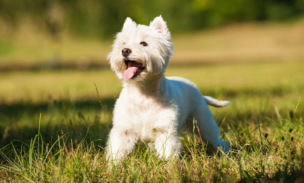 West Highland White Terrier looking alert