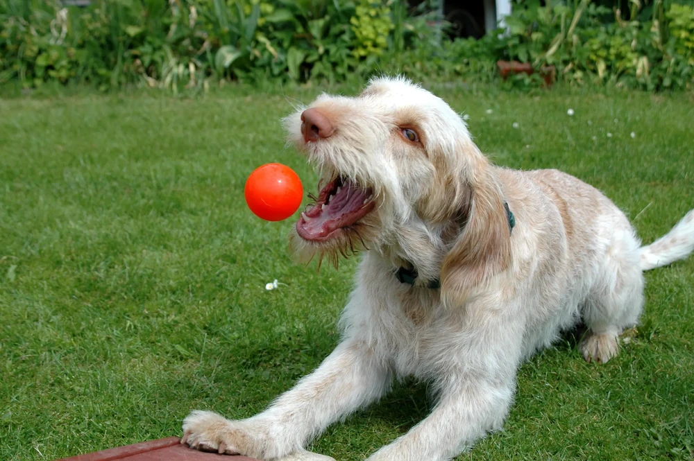 Spinone Italiano outdoors on a warm day