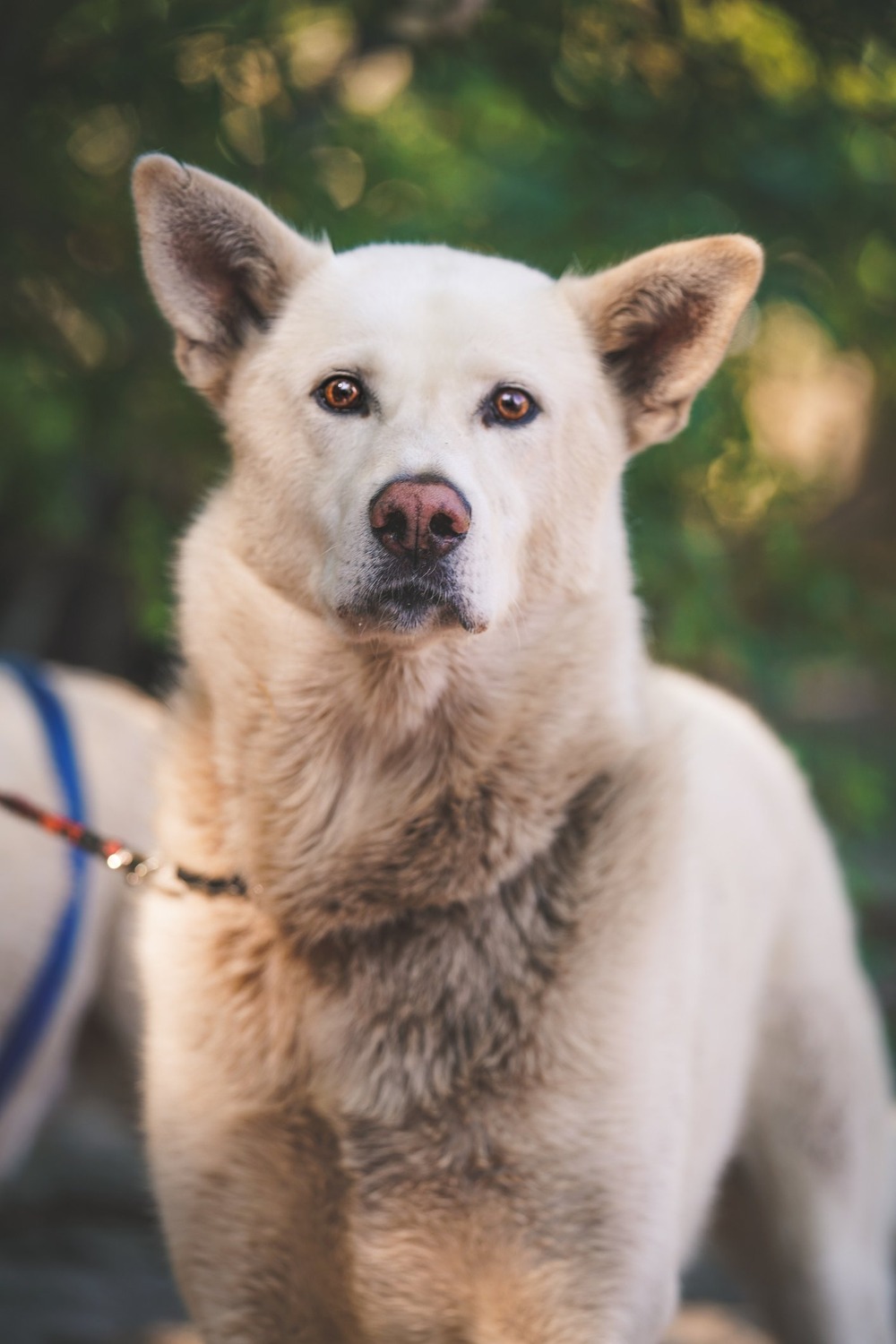 Korean Jindo dog sitting calmly