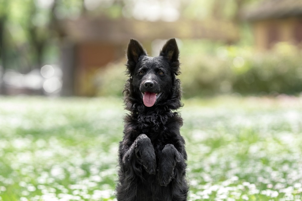 Mudi in profile showing curly coat