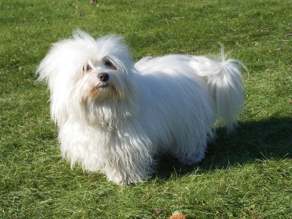 Coton de Tuléar standing on grass