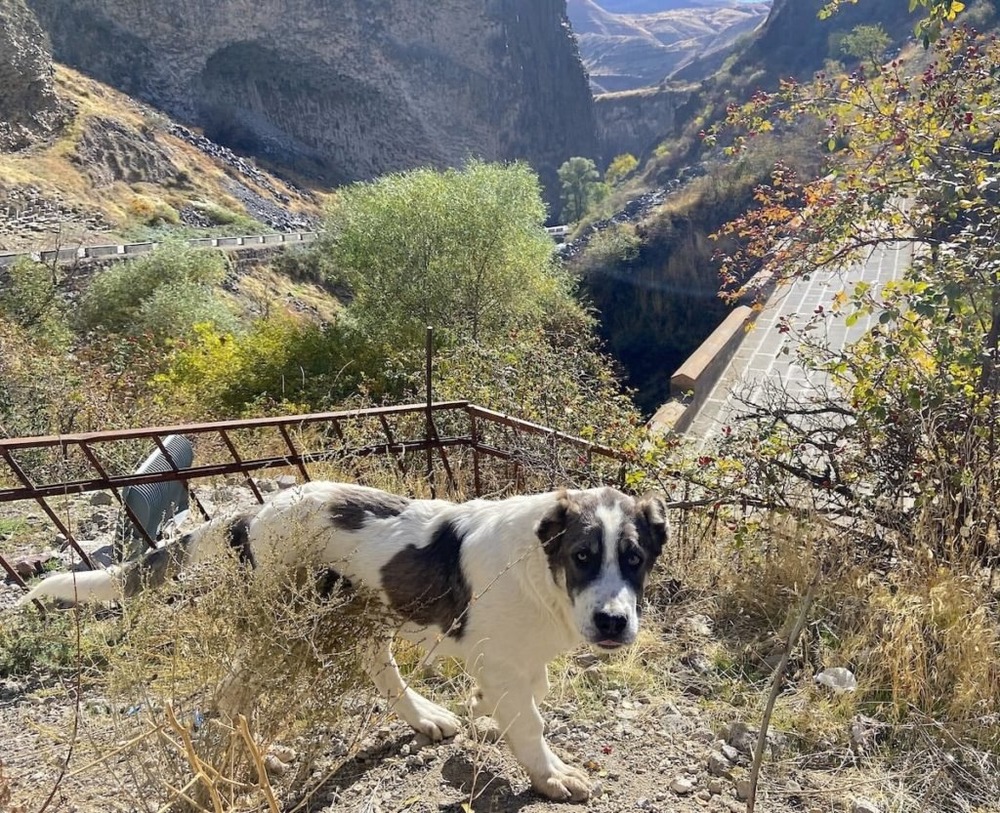 Close view of a thick double coat dog