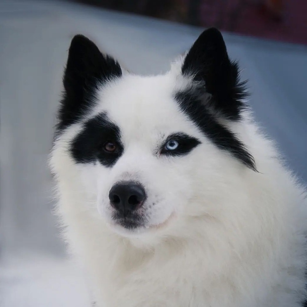 Yakutian Laika sitting alert with curled tail
