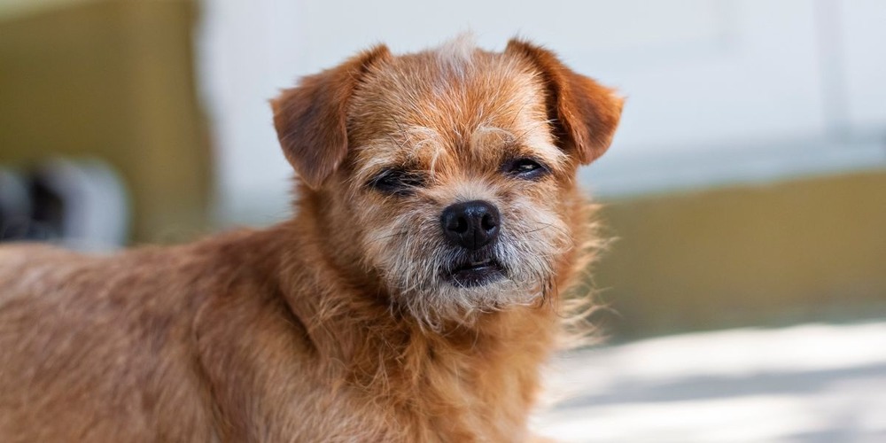 Dog hind leg kicking during belly scratch