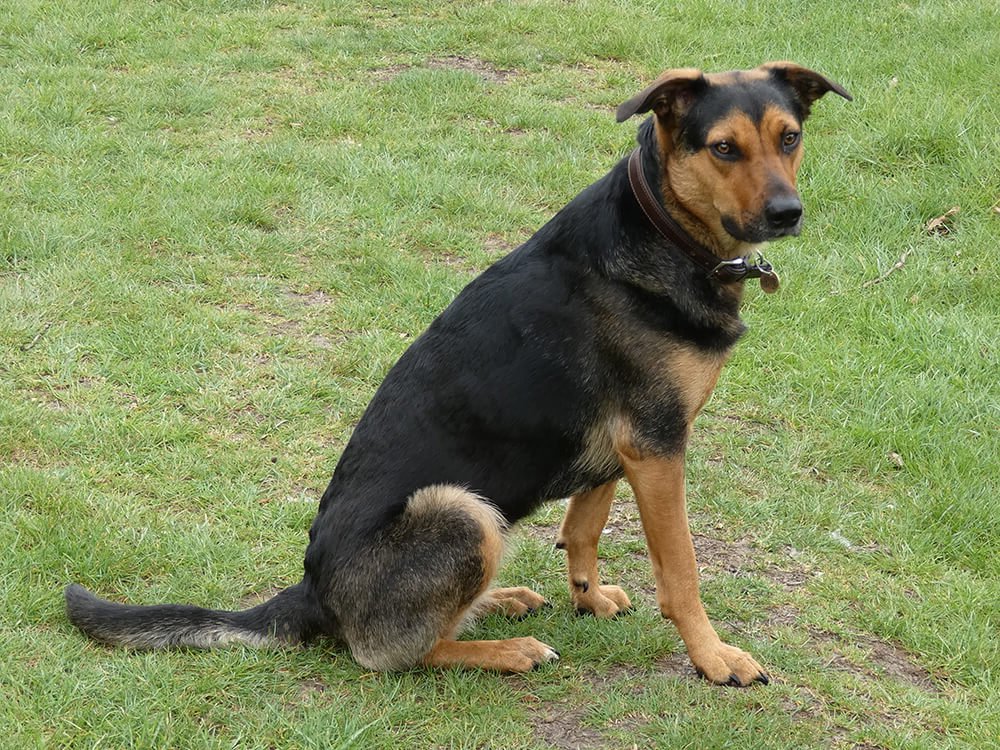 Huntaway looking attentive