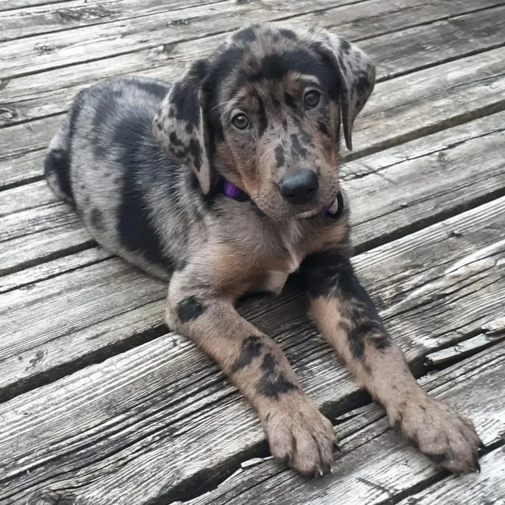 American Leopard Hound resting with head up