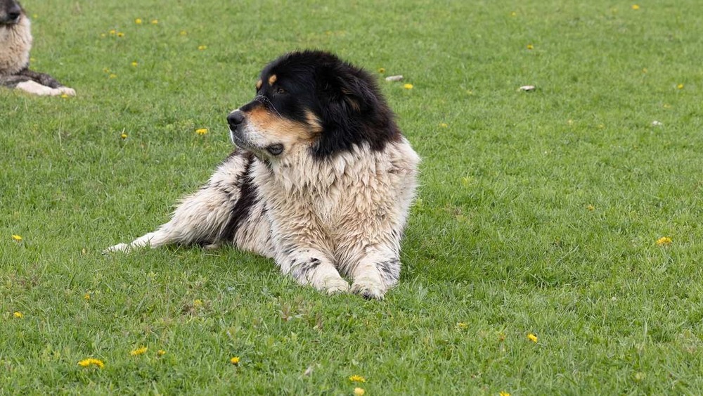 Karakachan dog in shade outdoors