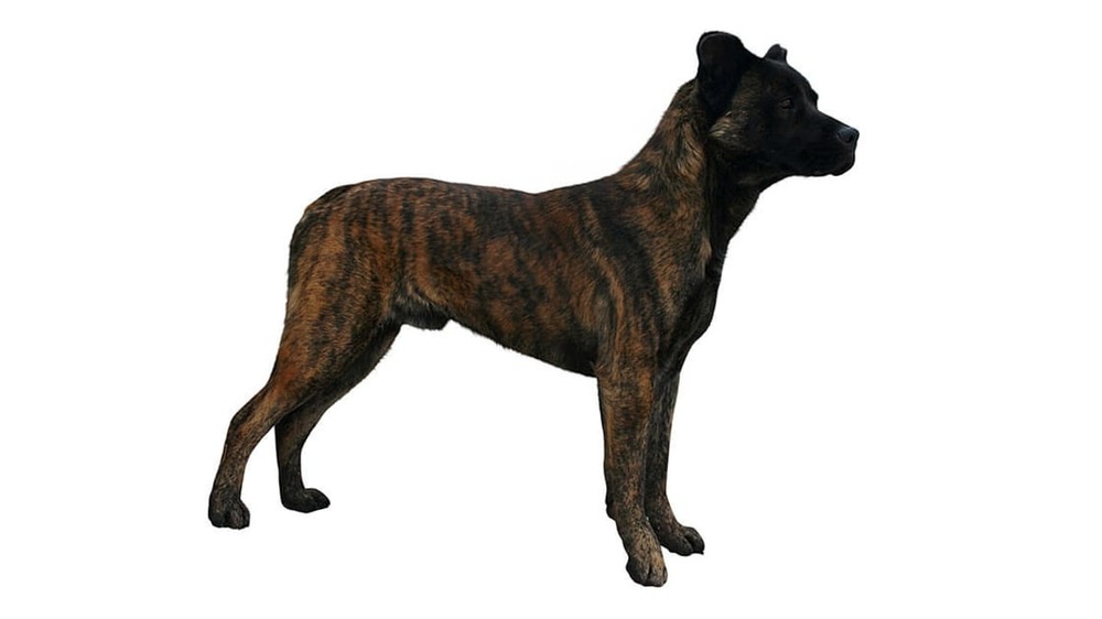 Brindle Saint Miguel Cattle Dog standing alert
