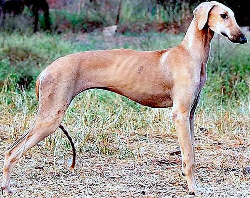 Kaikadi dog running on grass