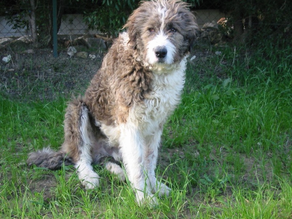 Close view of Spino degli Iblei head and coat texture