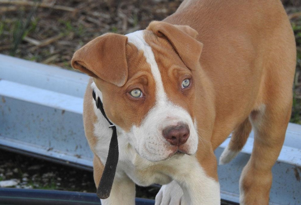 Bull Arab standing outdoors