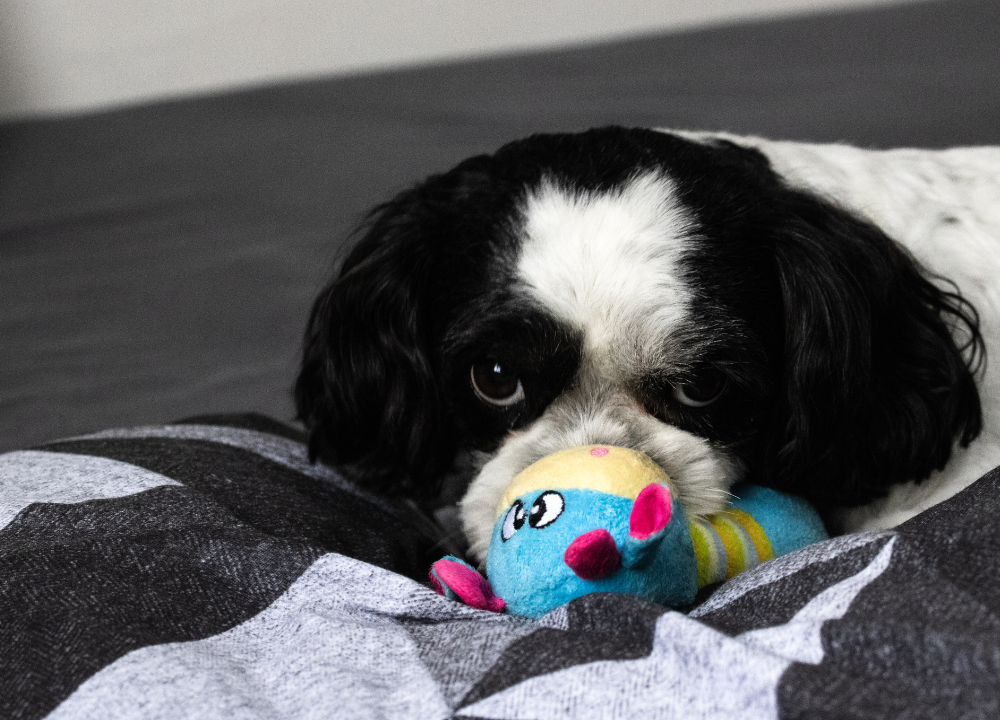 Calupoh looking alert, dark coat with wolf-like features