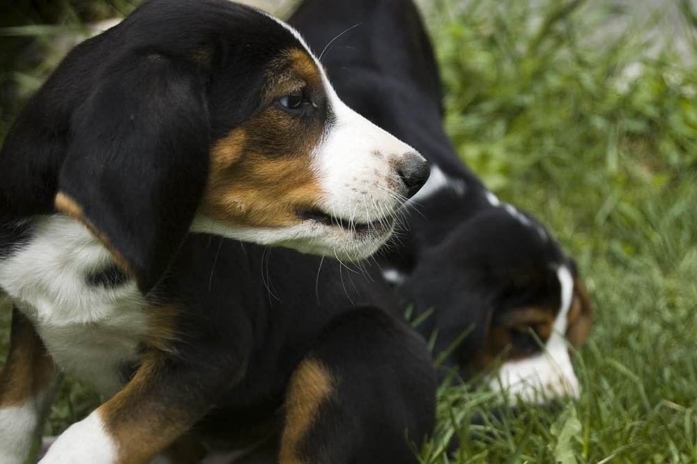Finnish Hound standing outdoors