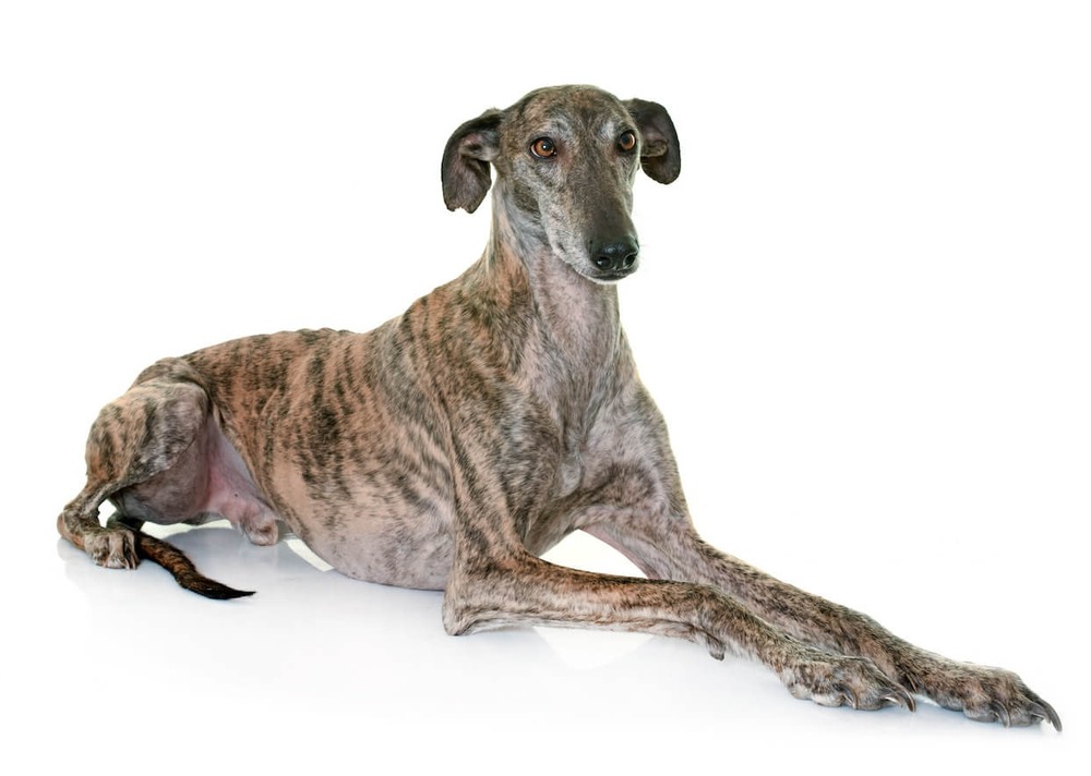 Galgo Español standing in a field