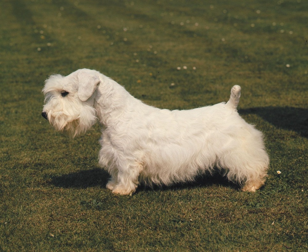 Sealyham Terrier walking on lead