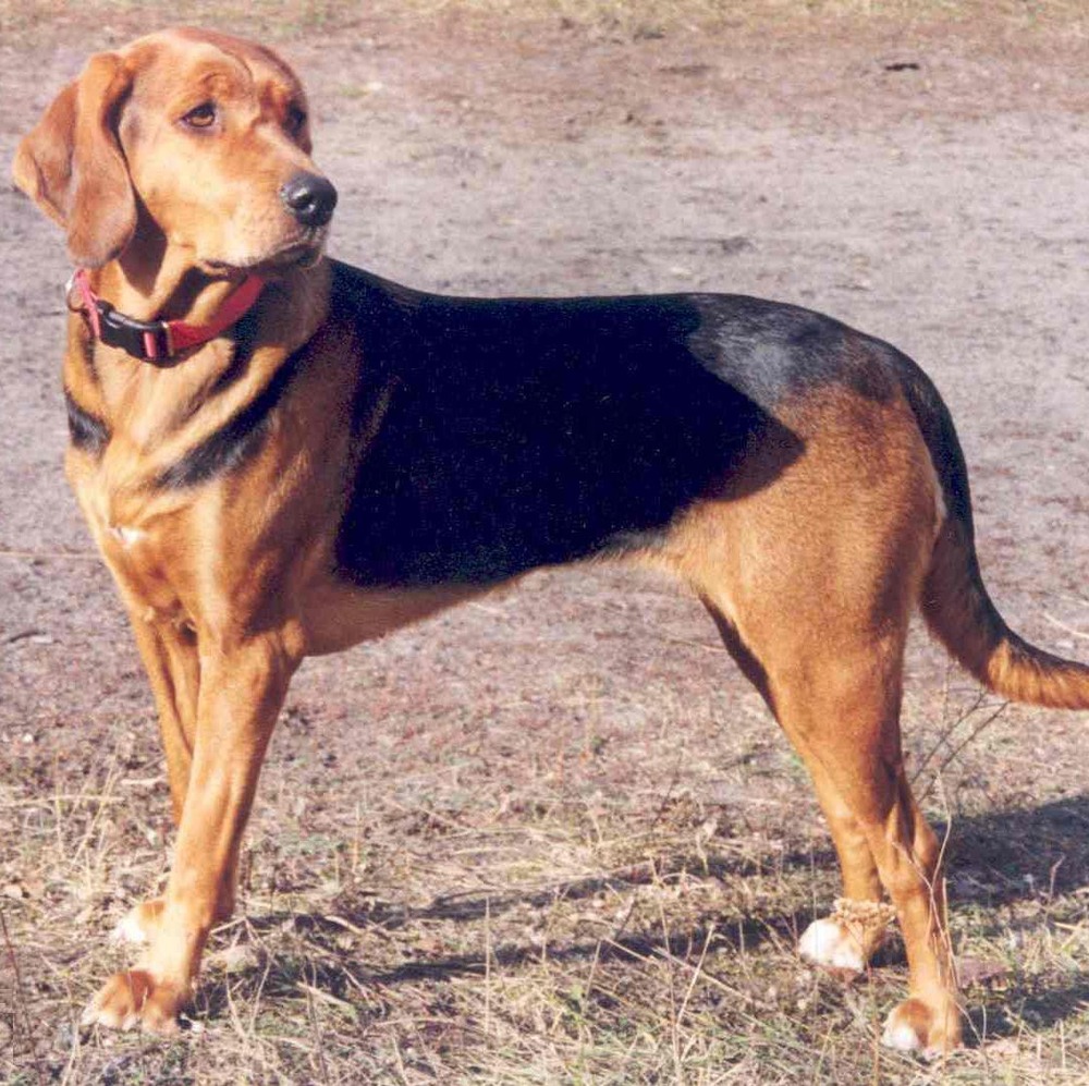 Polish Hound body and coat texture