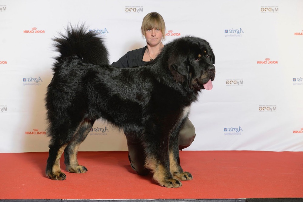 Banjara Hound looking alert