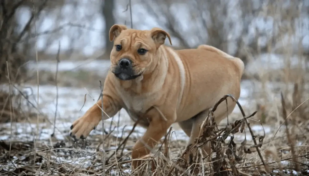 Ca Me Mallorqui close up portrait