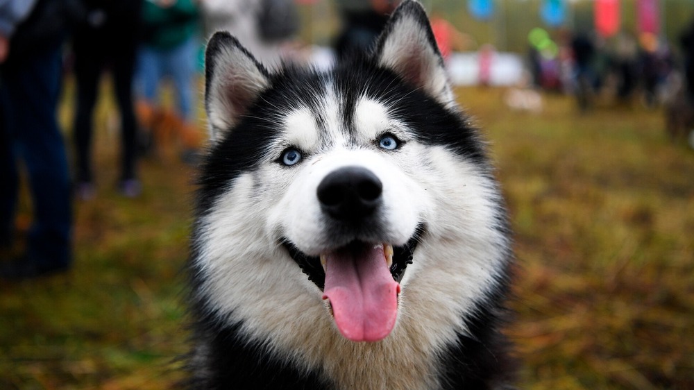 Siberian Husky looking to the side