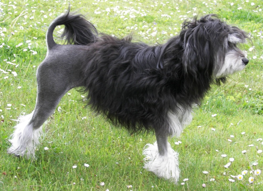 Lowchen with long coat and plumed tail