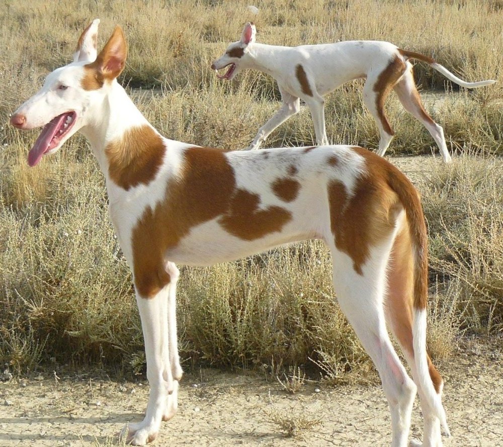 Podenco Canario standing alert outdoors