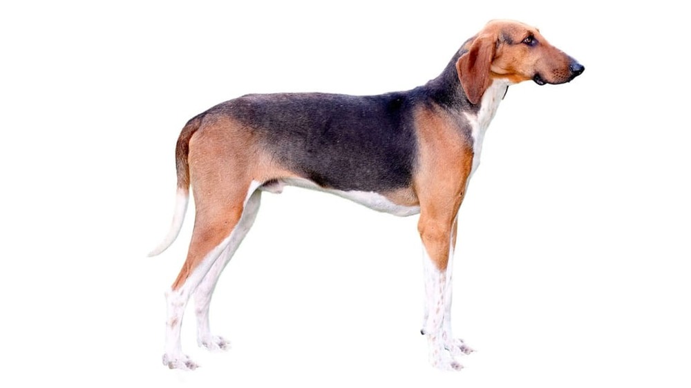 Poitevin hound moving at a trot