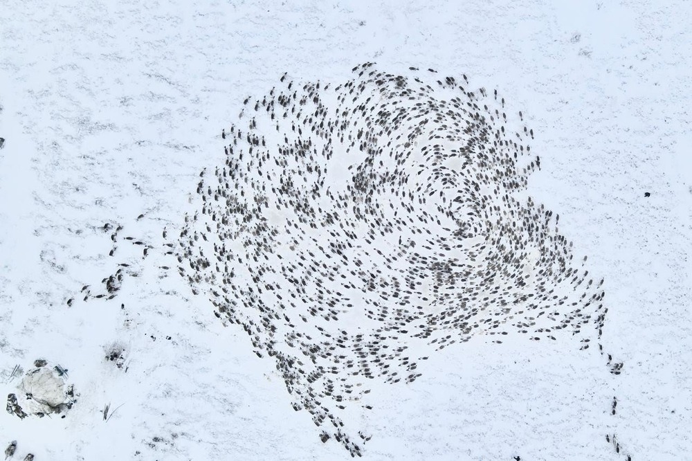 Chukotka sled dog profile with thick coat