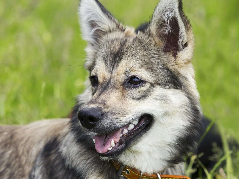 Swedish Vallhund in profile