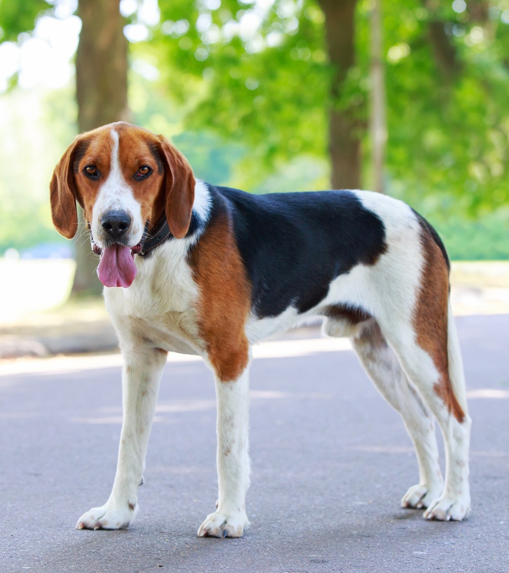 Hound standing in a paddock