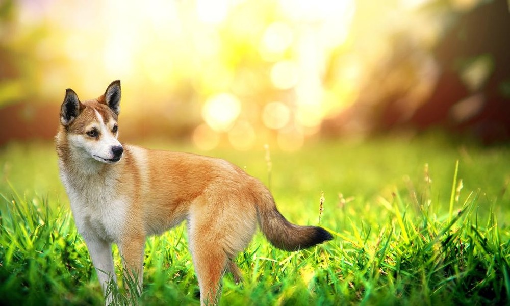 Norwegian Lundehund sitting outdoors