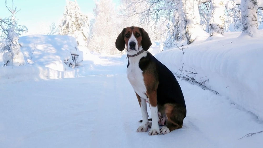 Finnish Hound side profile outdoors
