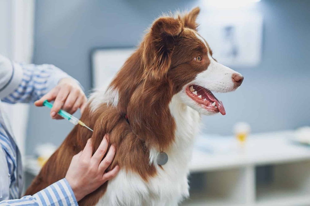 Owner walking a dog on lead outdoors