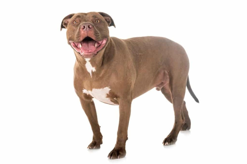 Small dog running on grass