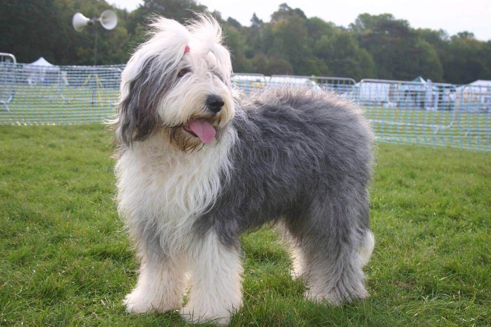 Old English Sheepdog with a full shaggy coat viewed from the side