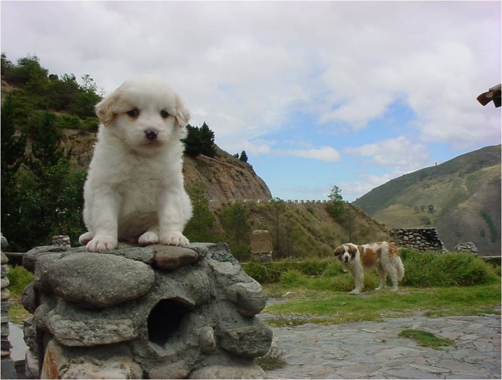 Mucuchies dog in a field
