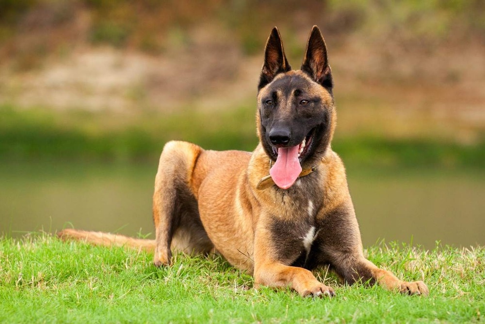 Belgian Malinois coat close-up