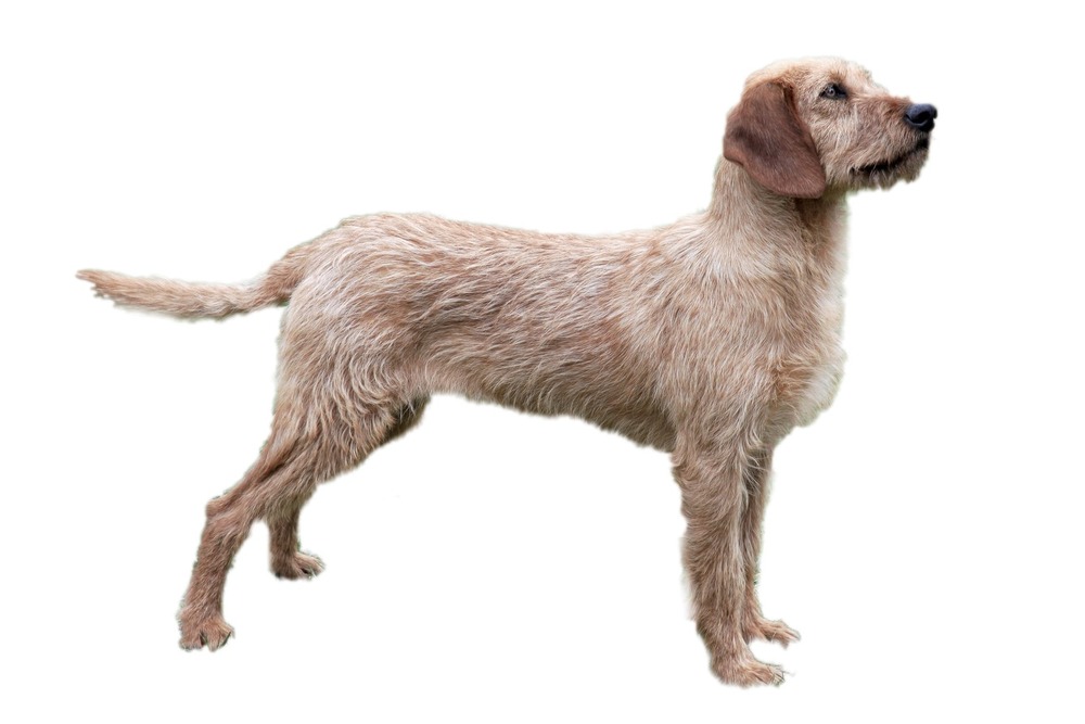 Hound standing alert outdoors