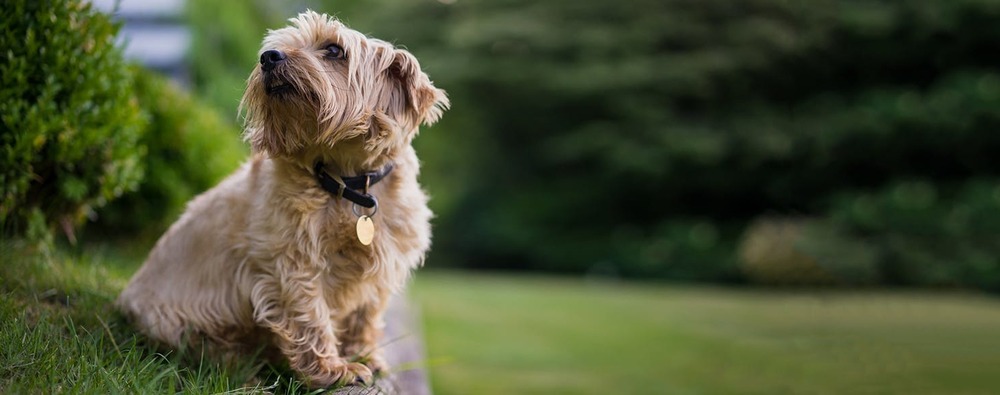 Norfolk Terrier relaxing indoors