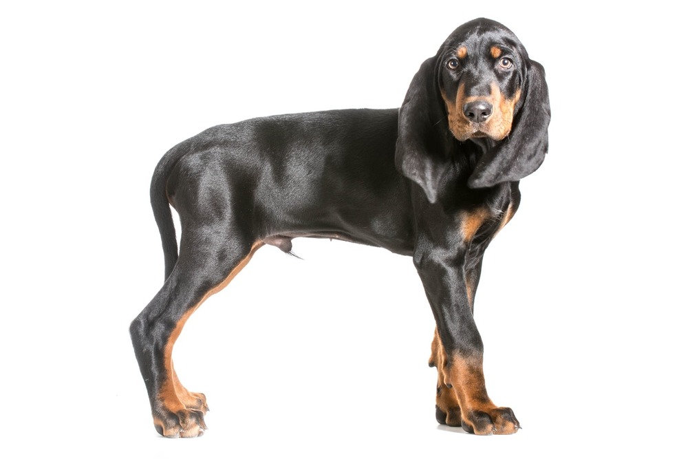 Black and tan coonhound resting on grass