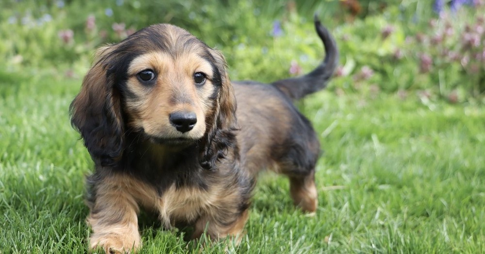 Dachshund looking hopeful near a food bowl