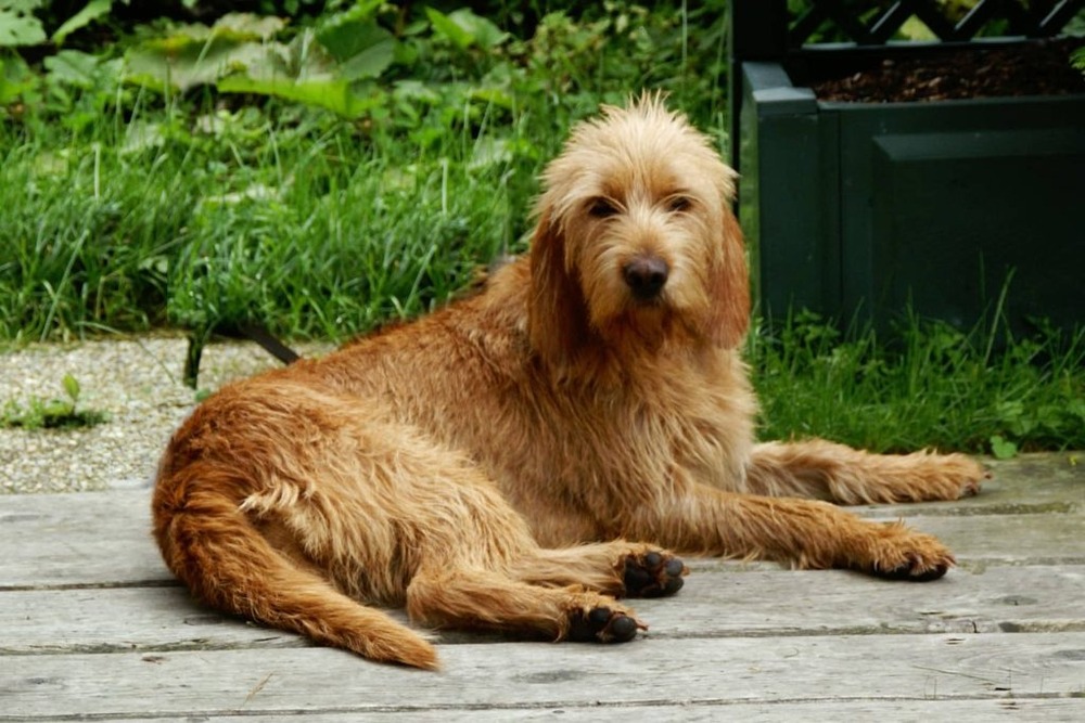 Griffon Fauve de Bretagne close up of head and coat texture