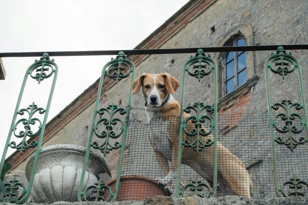 Pachon Navarro moving through grass