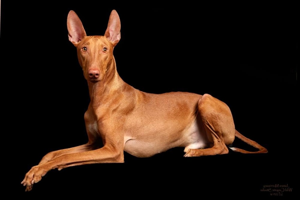 Pharaoh Hound running in open space
