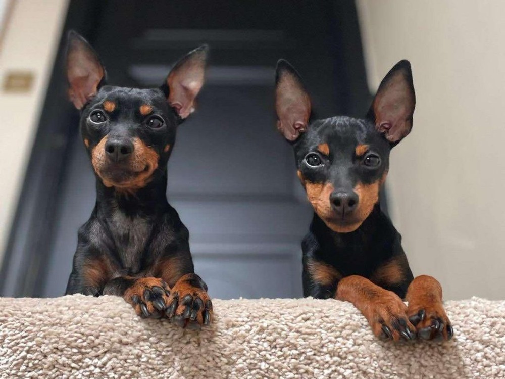English Toy Terrier standing outdoors