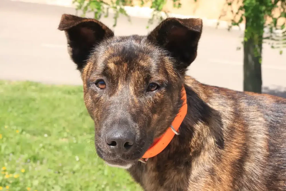 Cursinu close-up showing short dense coat