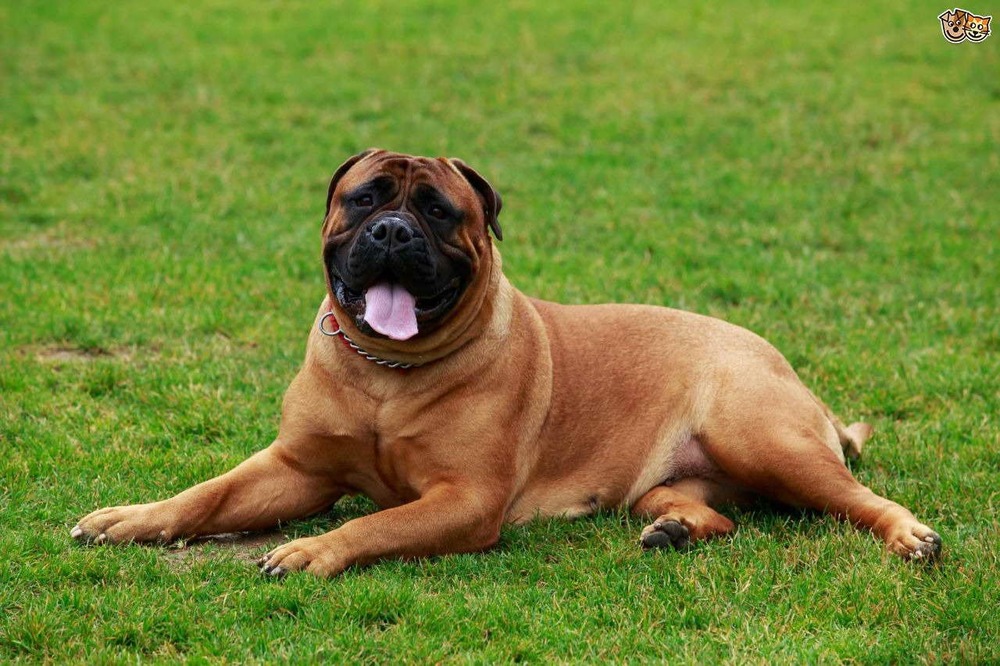 Bullmastiff outdoors with short coat visible
