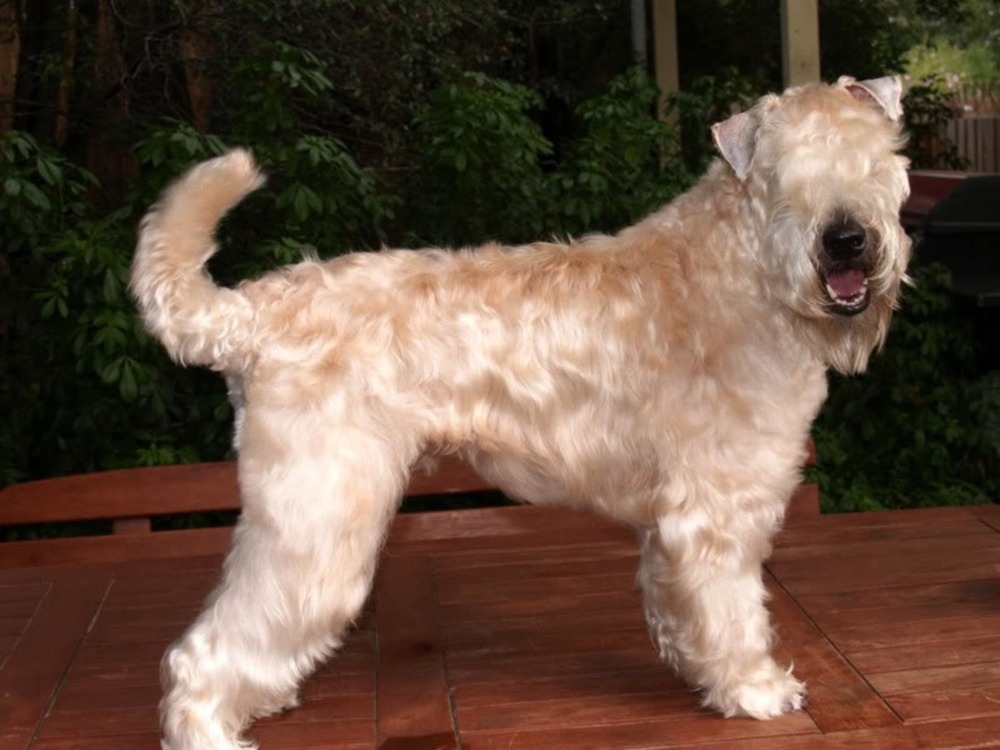 Wheaten Terrier standing alert on grass