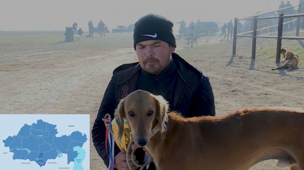 Tazy dog resting on grass