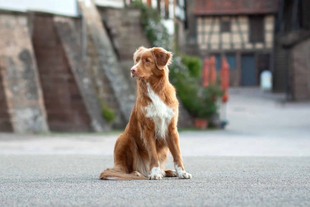 Nova Scotia Duck Tolling Retriever face close-up