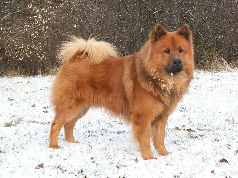 Eurasier looking attentive outdoors